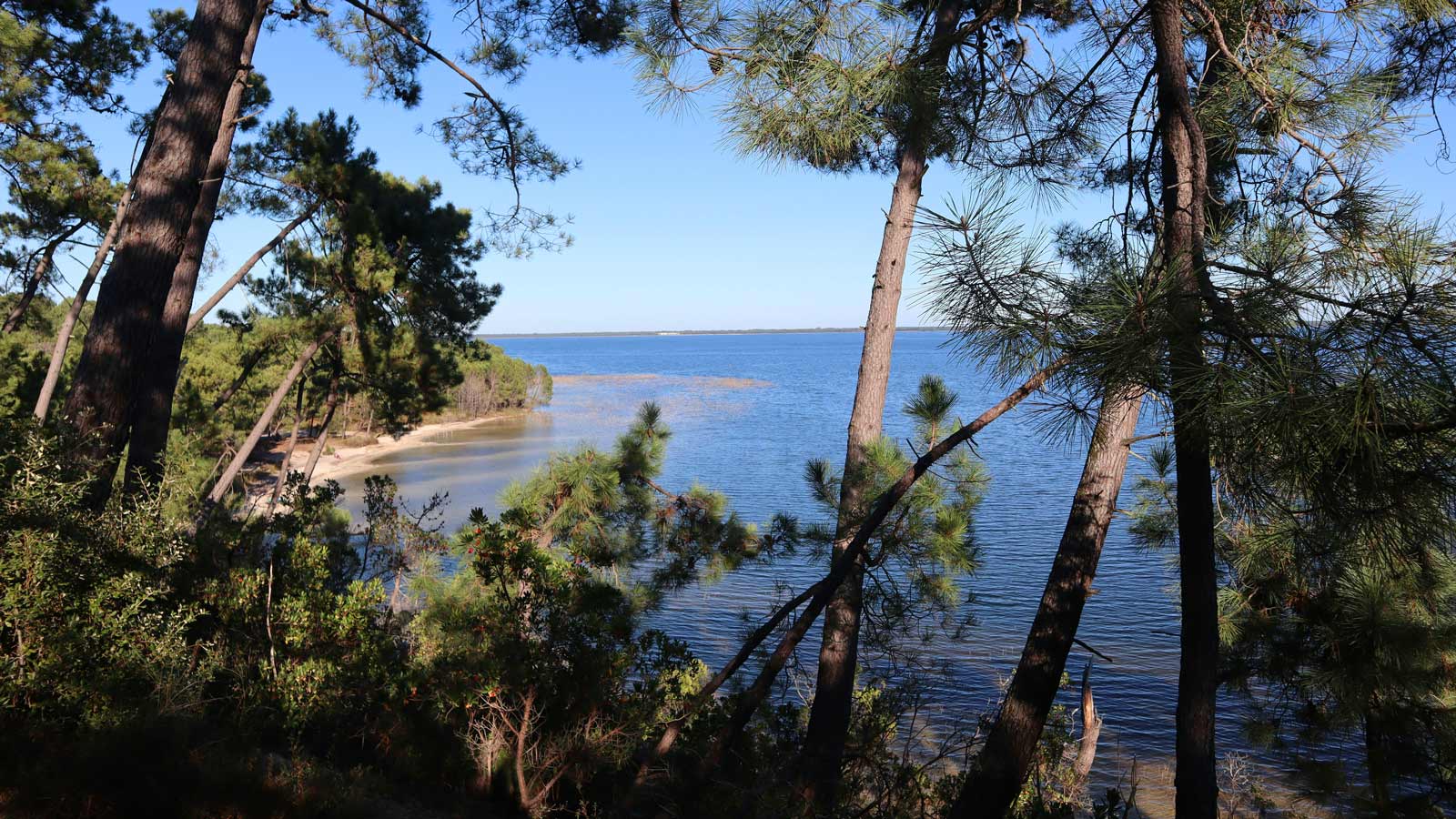Vue partielle du Lac d'Hourtin-Carcans en Gironde à travers les pins, révélant ses eaux calmes et une petite crique de sable.